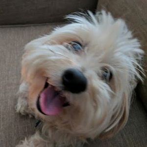 Meet your Posher, Peter